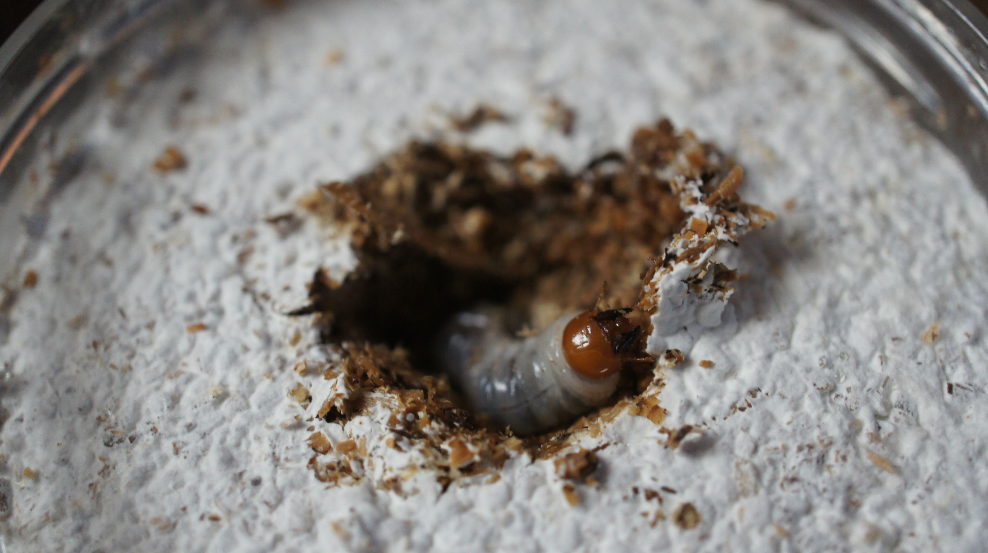 佐渡産オオクワガタの幼虫を菌糸ビン飼育 | 旅館番頭の佐渡観光情報ブログ