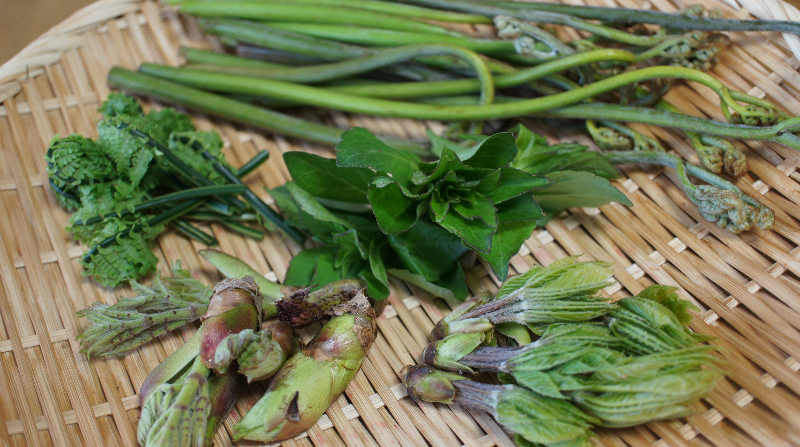 佐渡の春の山で採れた山菜が美味しい季節です 旅館番頭の佐渡観光情報ブログ