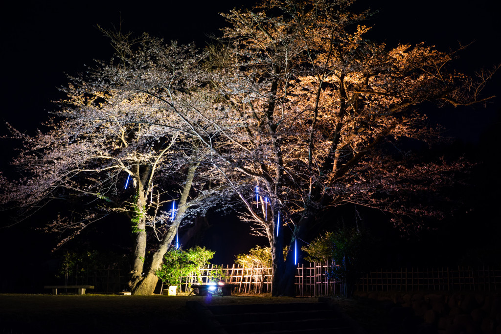 真野公園の夜桜