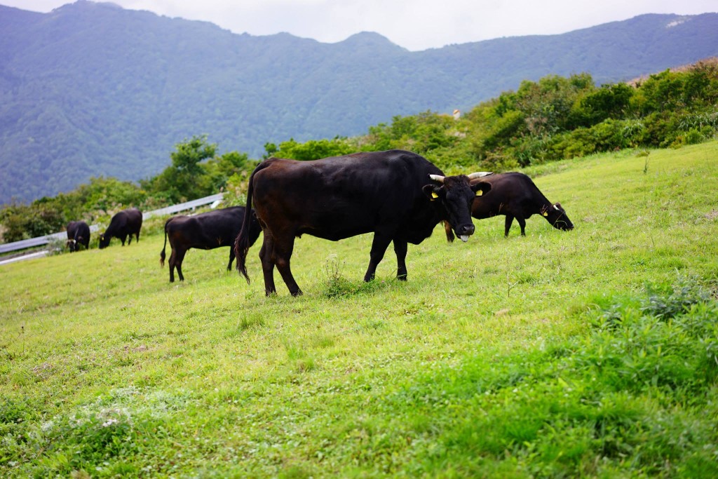 ドンデン山の放牧牛