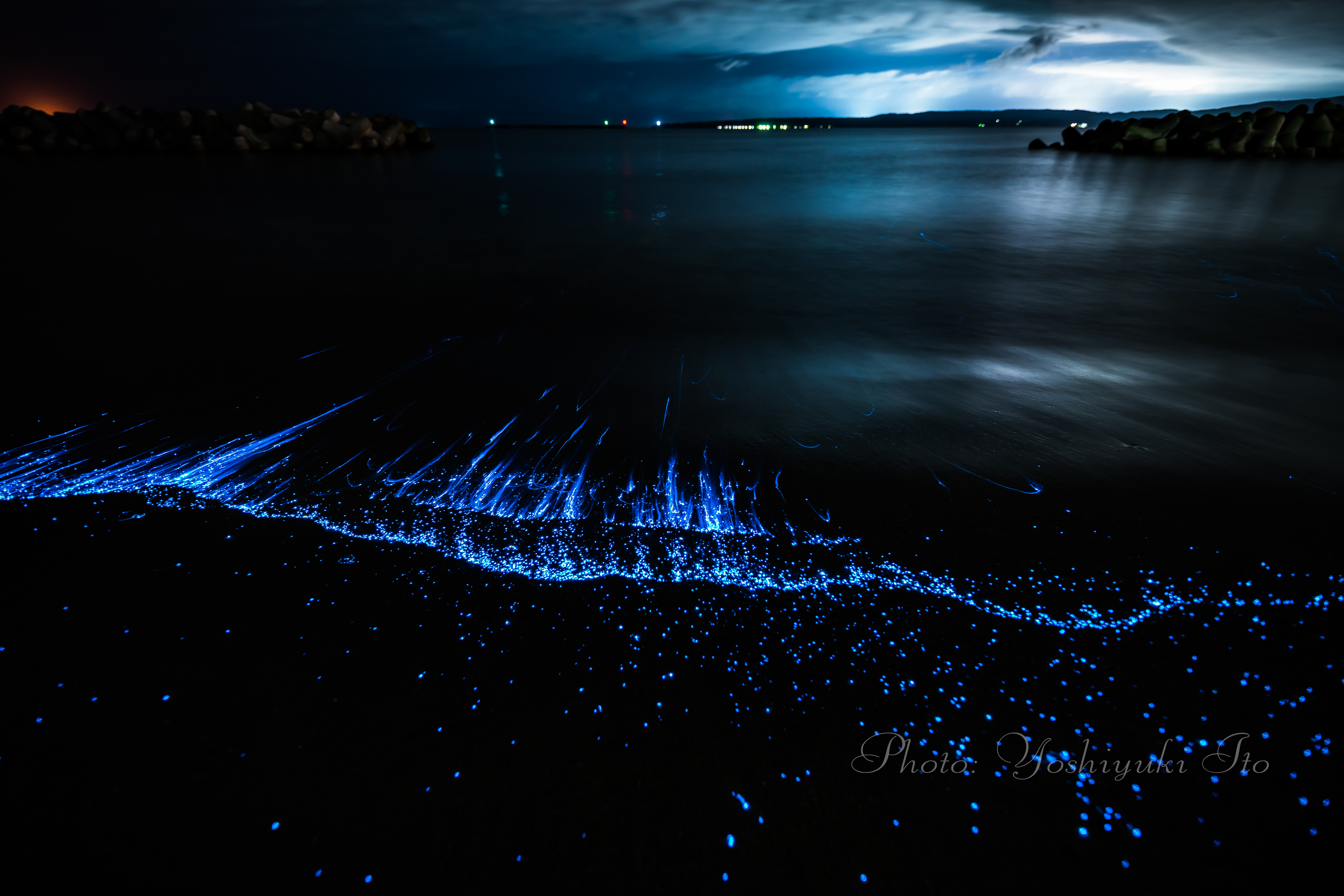 佐渡島の海岸に生息する神秘の光を放つウミホタル 旅館番頭の佐渡観光情報ブログ