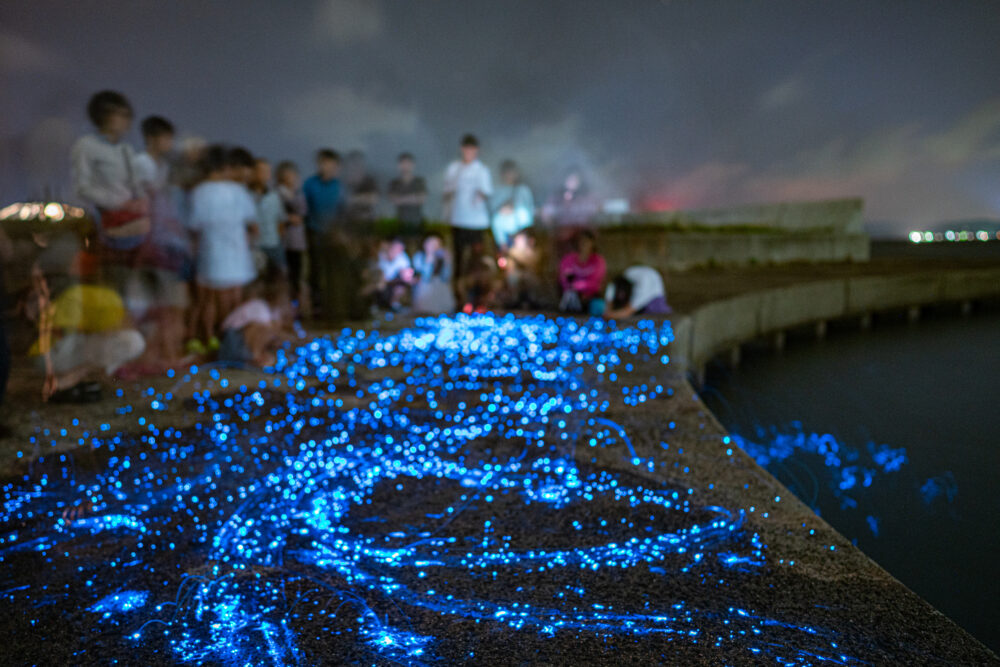 サドベンチャー！にてウミホタル観察会の販売開始