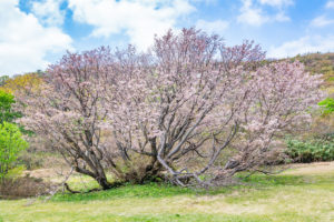妙見山の千竜桜